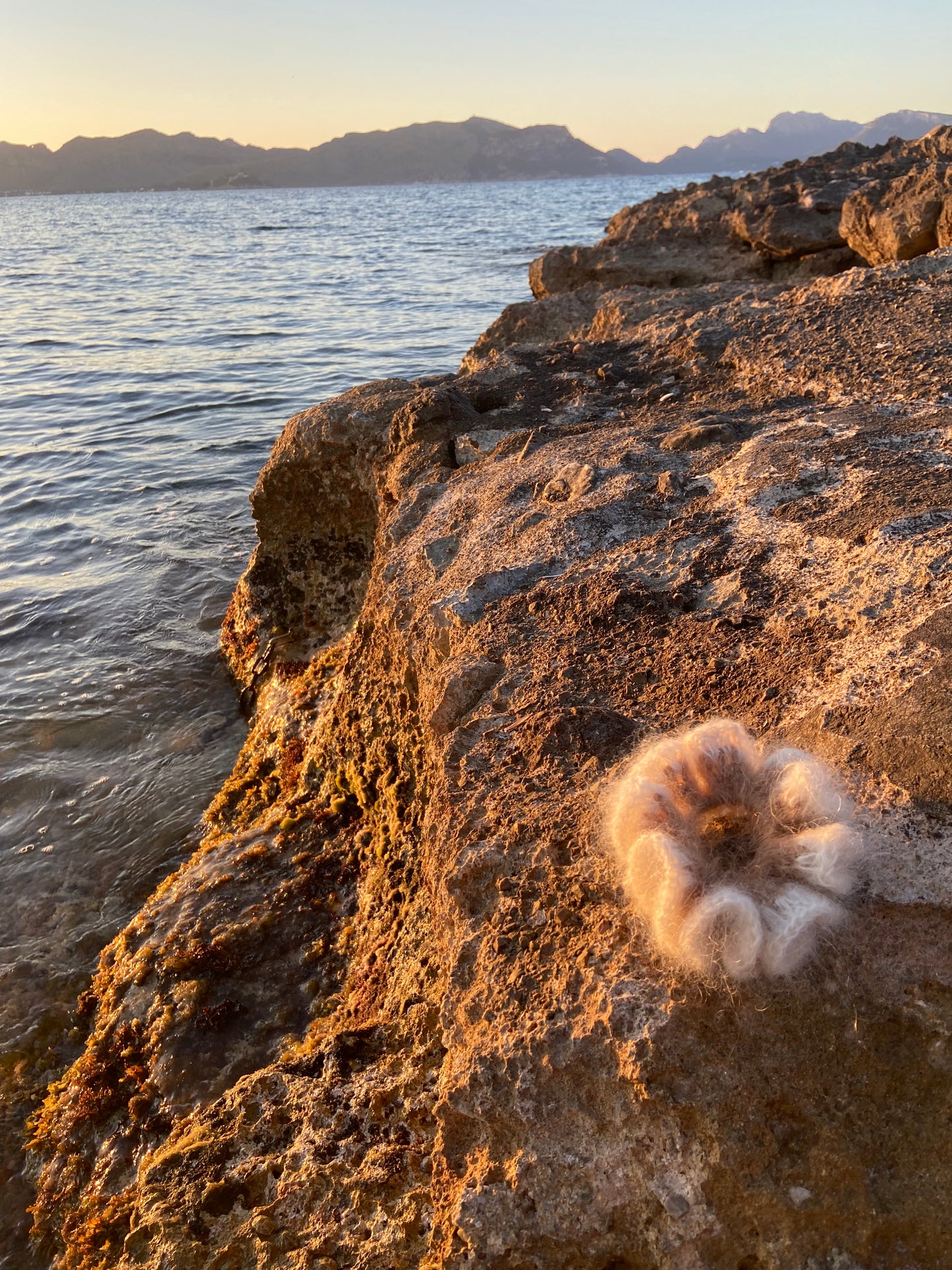 PALMA - THE SCRUNCHY